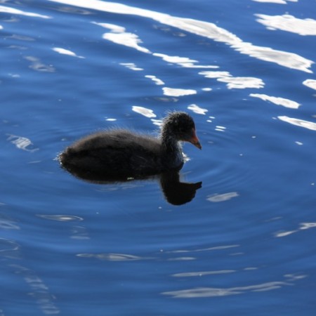 Lake Wendouree Ballarat