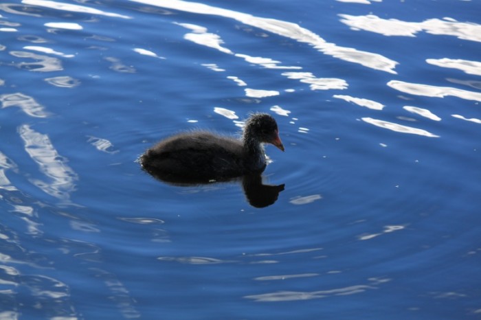 Lake Wendouree Ballarat