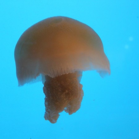 Jellyfish at Melbourne Aquarium